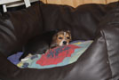 Beaglewelpe Deborah